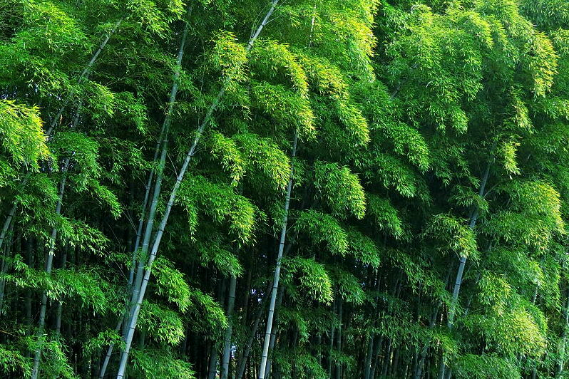 IkkoNaganoの写真日記                ikko