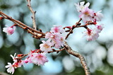 1.20----花3寒桜の花