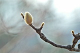 1.20----水抜き池2コブシの芽吹き