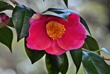 1.20----花1ツバキの花