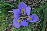 1.20----5-1カンザキショウブの花