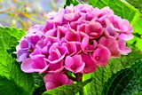 6.24----アジサイの花2