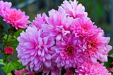 11.17---−菊の花