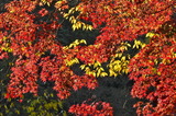 11.30----2-4神応寺山内のモミジの紅葉