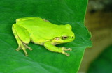 6.06----蓮園のアマガエル