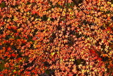 11.30----2-3神応寺山内のモミジの紅葉