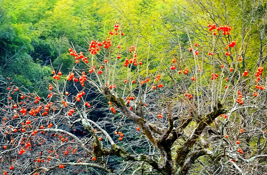 良い天気の一日となりました 午後から京田辺市の甘南備山を歩いてきました Ikkonaganoの写真日記