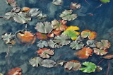 11.11----池の水圏の葉