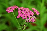 6.19----ノコギリソウの花.1