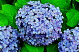 6.19----アジサイの花5