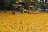 11.30----4-2高良神社の大銀杏の落ち葉
