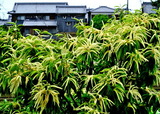 6.06----栗の花