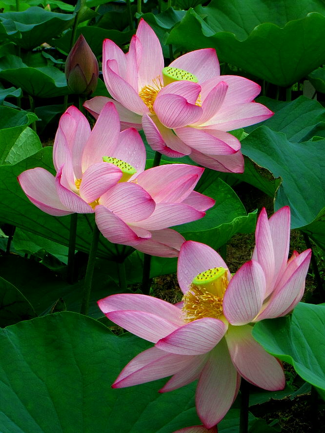 久御山町の蓮園で蓮の花を楽しんできました Ikkonaganoの写真日記 久御山町の蓮園で蓮の花を楽しんできました Ikkonaganoの写真日記