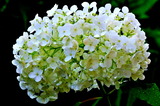 6.19----アジサイの花3