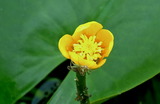 6.06----蓮園のコウホネにヤゴの抜け殻