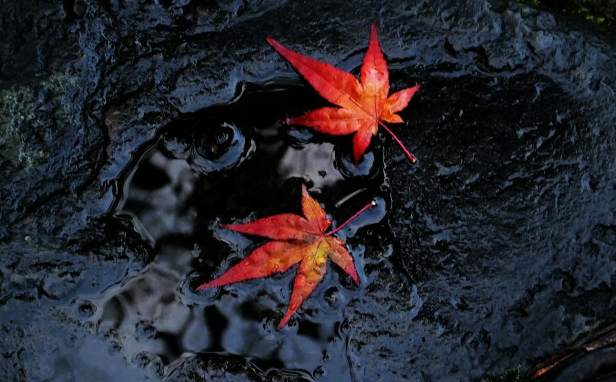 信楽焼 神山易久 長皿 庵窯 陶芸 長方皿 スカーレット 信楽 神山 陶芸 信楽焼 神山窯 庵窯神山陶房 神山易久 建水 茶道具｜Yahoo