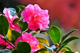 12.02----サザンカの花