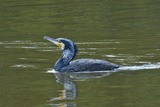 1.20----池の鳥5カワウ
