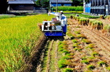 10.15----刈り取り1コンバイン.後ろ