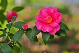 11.28----サザンカの花