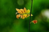 6.19----フジの新芽