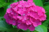 6.24----アジサイの花4