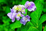 6.19----アジサイの花2