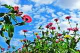 10.14----ヒャクニチソウの花1