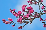 1.20----梅の花1