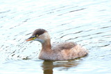 11.28----水鳥カイツブリ