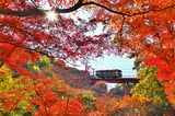 11.30----1神応寺から見た紅葉とケ-ブル男山橋梁