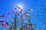 10.15----コスモスの花