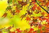 10.24----モミジ葉