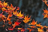 11.30----2-2神応寺山内のモミジの紅葉