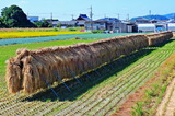 10.15----稲藁の筬掛け干し