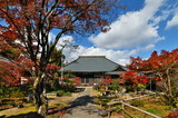 11.30----3-1神応寺本堂前のモミジの紅葉