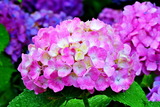 6.19----アジサイの花1