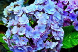 6.24----アジサイの花1