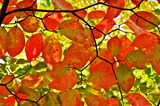 11.11----ハナミズキの紅葉