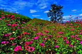 10.14----ヒャクニチソウの花2