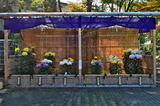 11.11----菊花展テント2