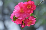 1.20----花4サザンカの花