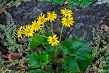 11.28----ツワブキの花