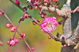 1.20----梅の花2