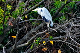 11.28----水鳥アオサギ