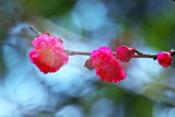 1.09----紅梅の花