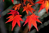 12.02----モミジの紅葉5
