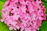 6.19----アジサイの花4