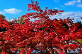 12.02----モミジの紅葉1