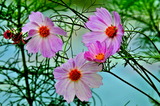 10.19----コスモスの花